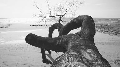 BELLA Presents: daily bello S1 Ep95 Nosara Beach Tree in Black & White